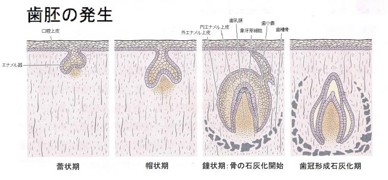 歯胚の発生について